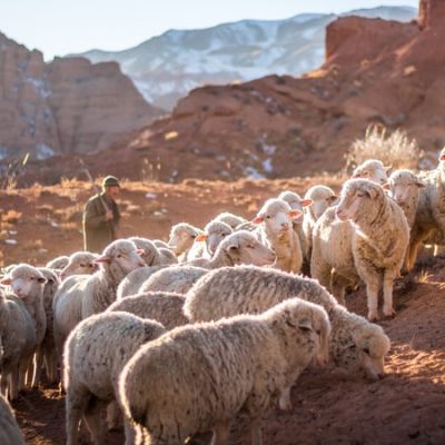 photo of herd of sheep - Photo by Patrick Schneider on Unsplash